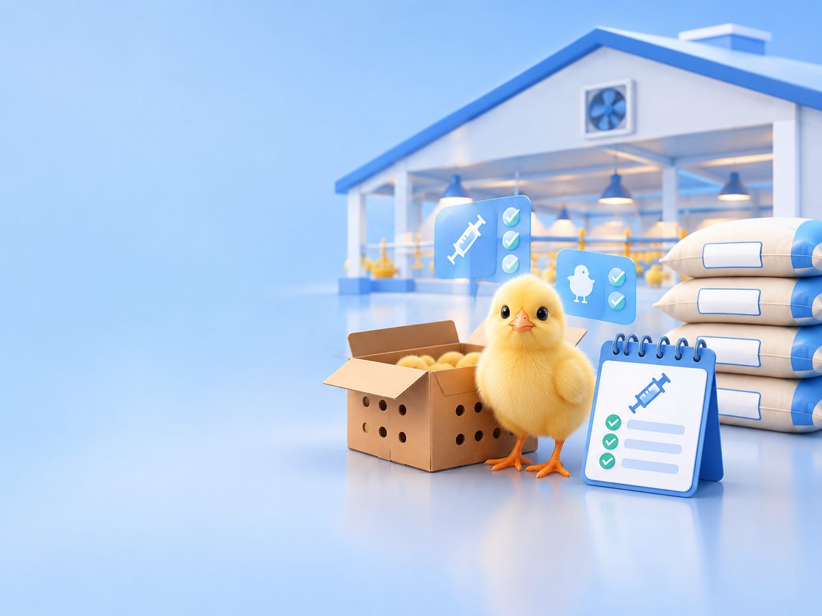 Anak ayam DOC keluar dari kotak pengiriman, didampingi jadwal OVK tercentang dan karung pakan pembesaran